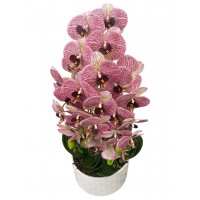 Orhidee artificiala, H...